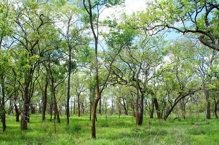 [ Thumbnail ] Cultivating Lush Forests Together with the Local Communities to Support the Production of High-Quality Instruments