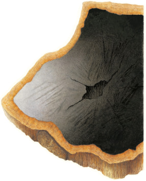 [Image] African blackwood & link to plant community