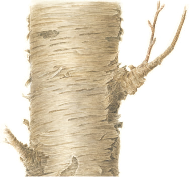 [Image] Birch & link to plant community