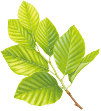 [Image] European beech & link to plant community