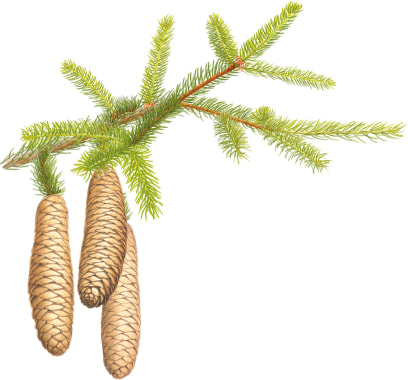 [Image] German spruce (European spruce) & link to plant community