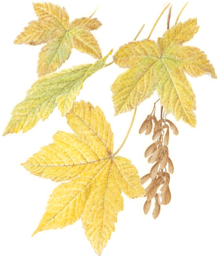 [Image] Sycamore maple & link to plant community