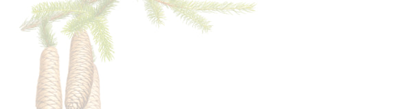 [Image] German spruce (European spruce) & link to plant community