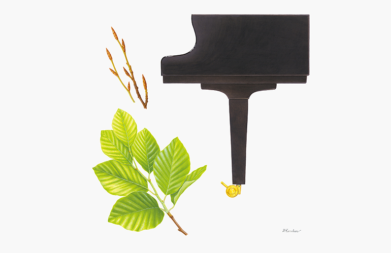 [Image] S6X (Grand Piano)｜European Beech