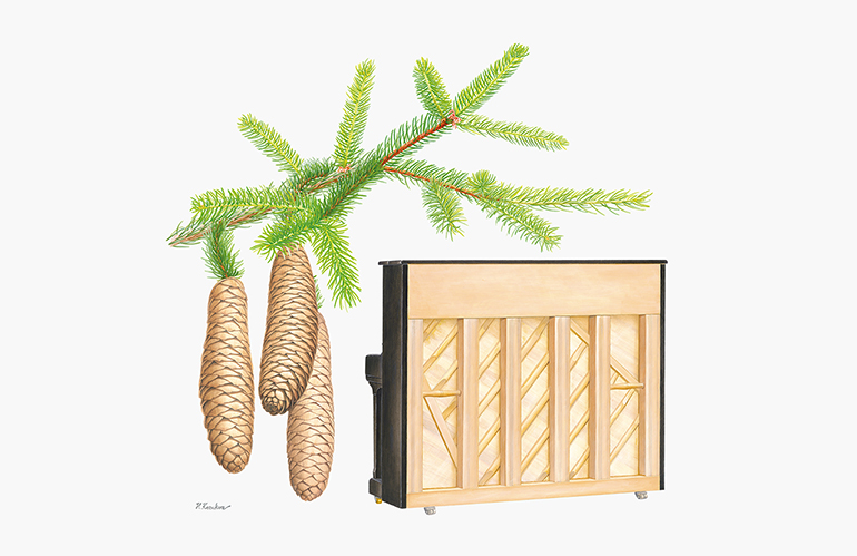 [Image] SU7 (Upright Piano)｜German Spruce (European Spruce)