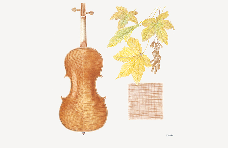 [Image] YVN500S (Violin) | Sycamore Maple