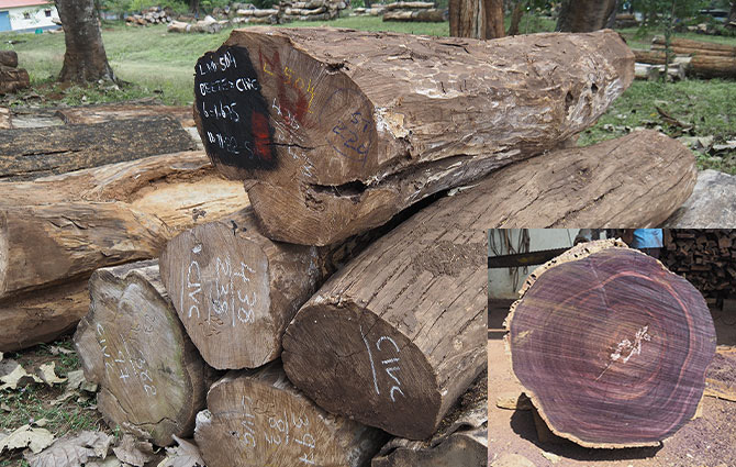 [Photo] Indian rosewood logs and cross section (bottom right corner) collected from government-managed lumberyard