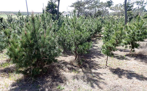 [Photo] Grown pine tree