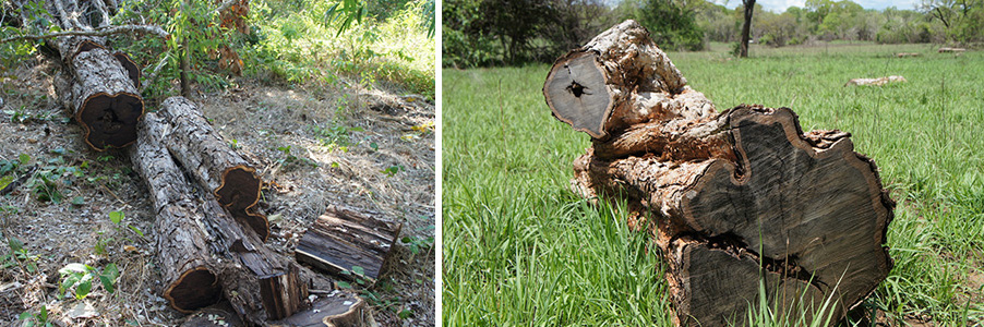 [ image ] Grenadilla logs abandoned in harvesting site