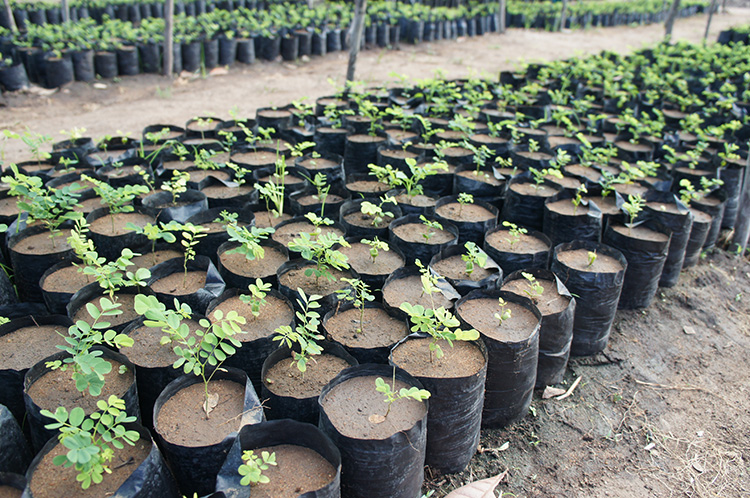 [ image ] African Blackwood seedlings