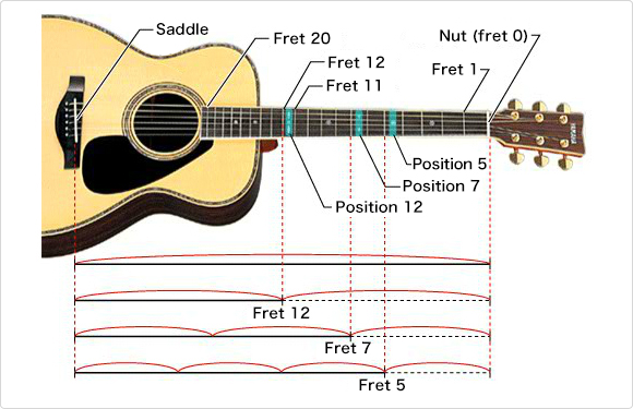 Villain skrå Tilsætningsstof The Structure of the Acoustic Guitar：The rule of strings and pitch -  Musical Instrument Guide - Yamaha Corporation