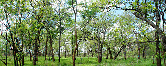 [ Thumbnail ] Tone Forest Activities and Timber Resource Initiatives