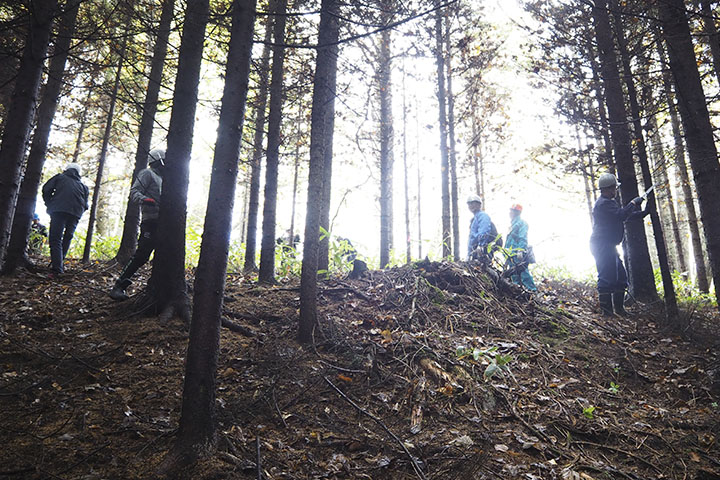 [Photo] No knots is simply amazing! Pruning and forestry