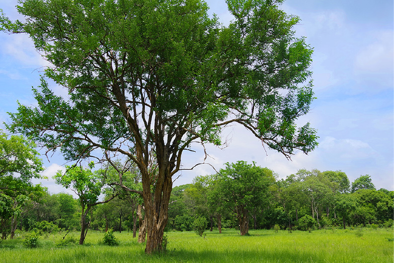 Tanzania (Lindi Region) African Blackwood