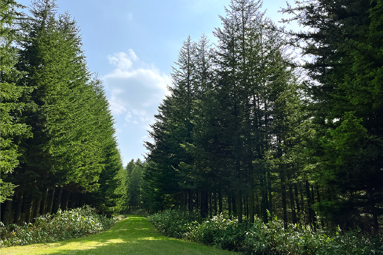 Japan (Hokkaido Prefecture) Sakhalin spruce