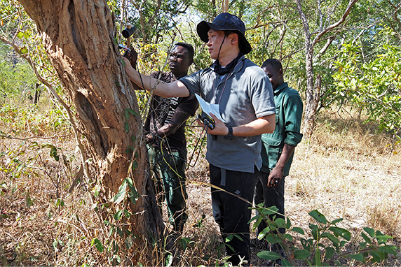 Why is Yamaha involved in forestry?