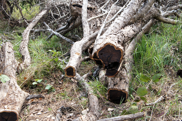 The Relationship Between Use of Unutilized Materials and Sustainable Forestry