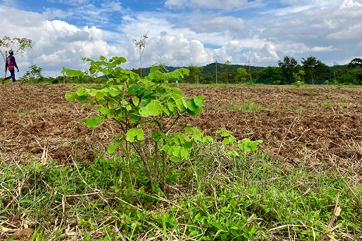 Seedlings planted at a test site