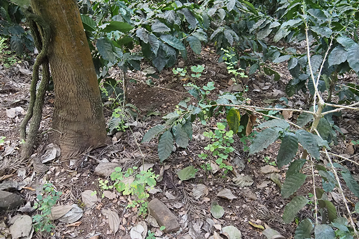 Rosewood seedlings growing underneath a coffee plant
