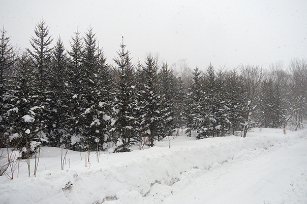 Yamaha's Sakhalin spruce forest in Takinoue, Hokkaido