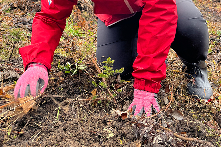 Sakhalin spruce seedlings planted at a tree-planting festival in Engaru