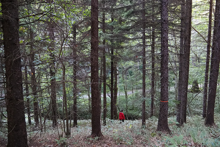 Many mature Sakhalin spruce still have their lower branches