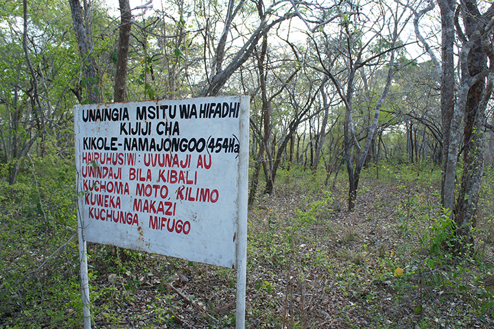 A community forest