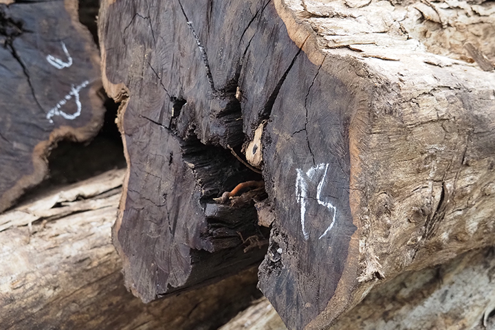 A cross-section of a log