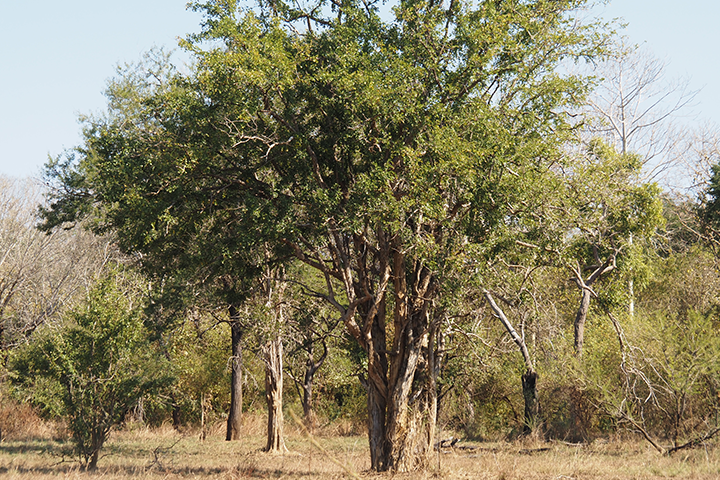 A mature African blackwood tree