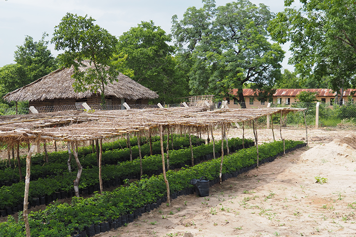 A seedling nursery in a village