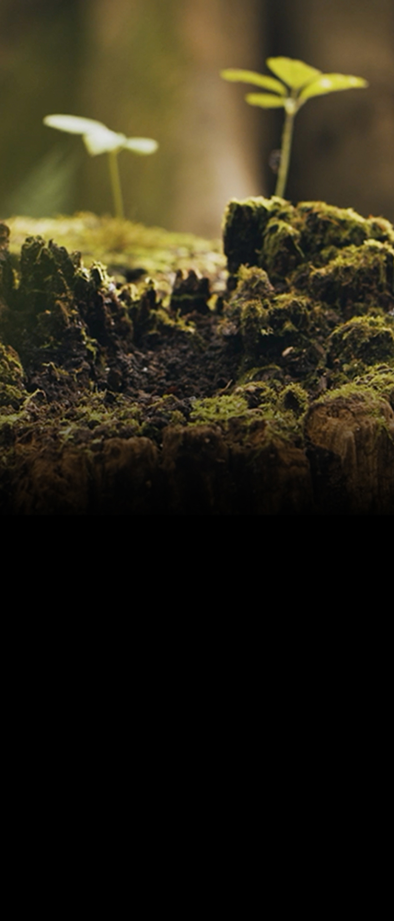 [Image] Seedlings sprouting from a stump