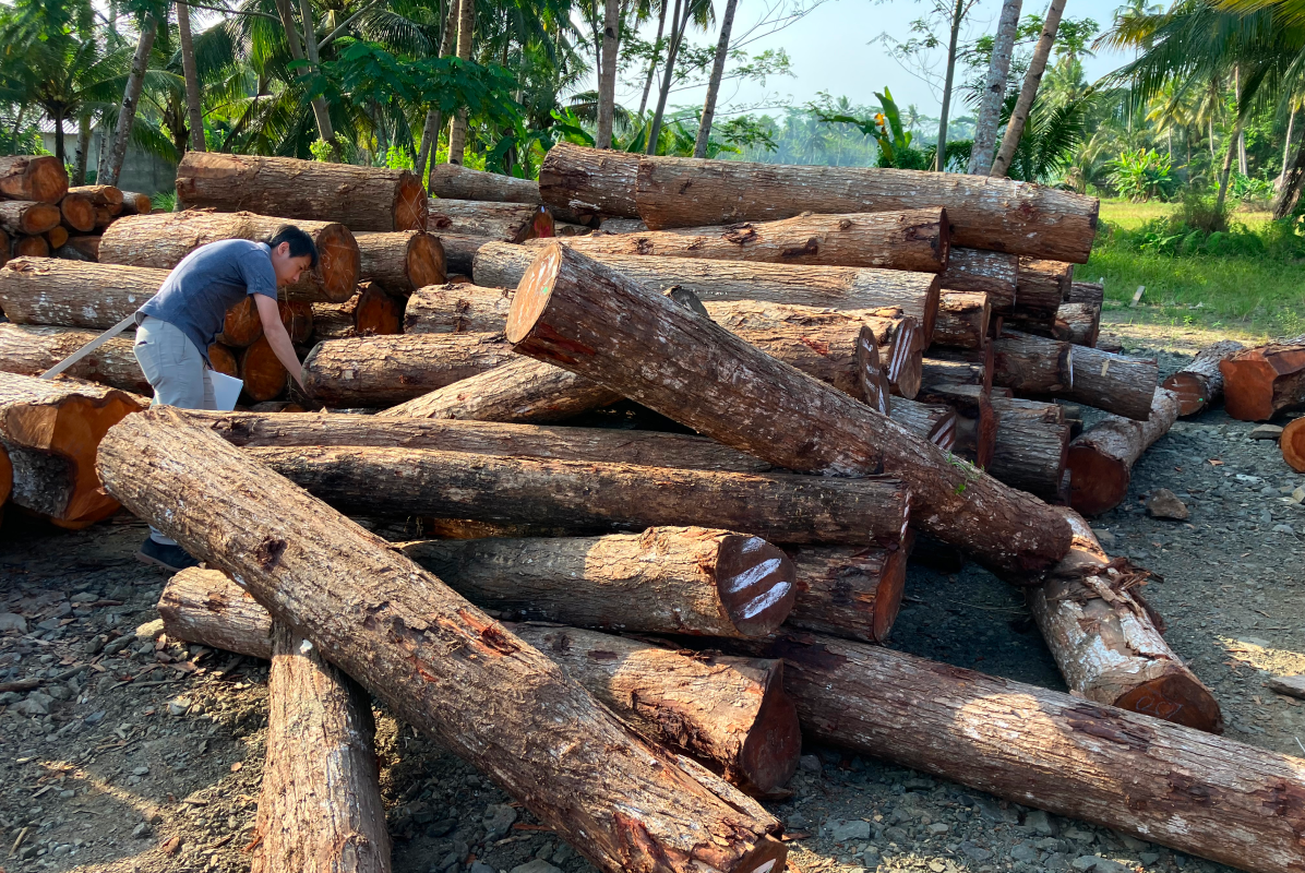 Timber being managed at its place of origin.