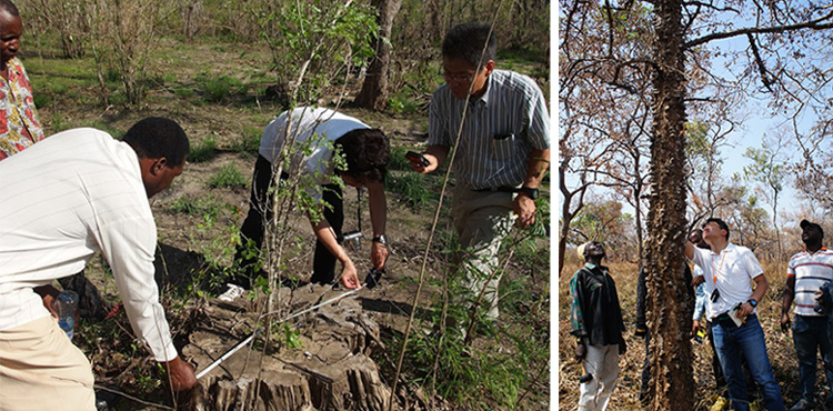 [ image ] Forest surveys in Tanzanian natural forest