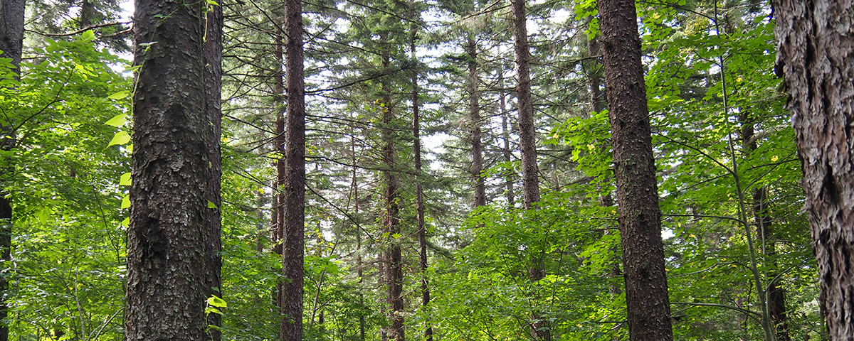 [ Thumbnail ] OTONOMORI (Forest of Sound) in Okhotsk, Kitami city, Hokkaido