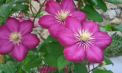 Image of supplemental1