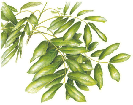 [画像] アフリカンマホガニー＆群生地へのリンクボタン