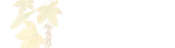 [画像] シカモアメイプル＆群生地へのリンクボタン