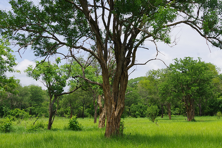 [サムネイル] サステナビリティ