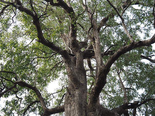 [ 画像 ] アコースティックギターの原材料のインドローズウッド