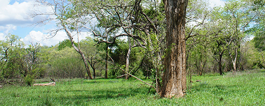 [ サムネイル ] 次代も変わらぬ音色を