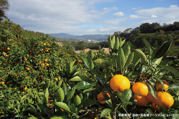 [画像] 三ケ日みかん