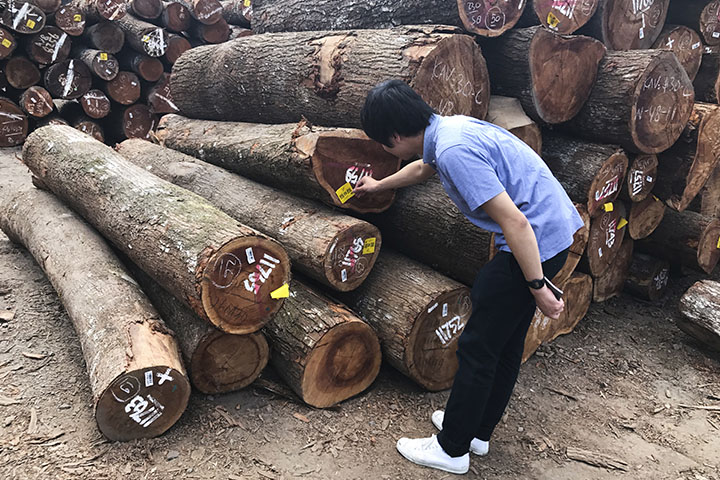 音のために木を選ぶ