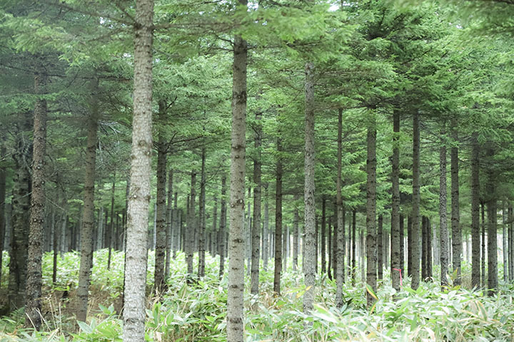 [画像] 楽器を作り続けるために