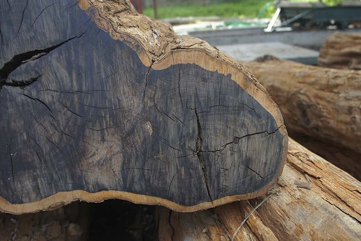 [画像] 楽器と木