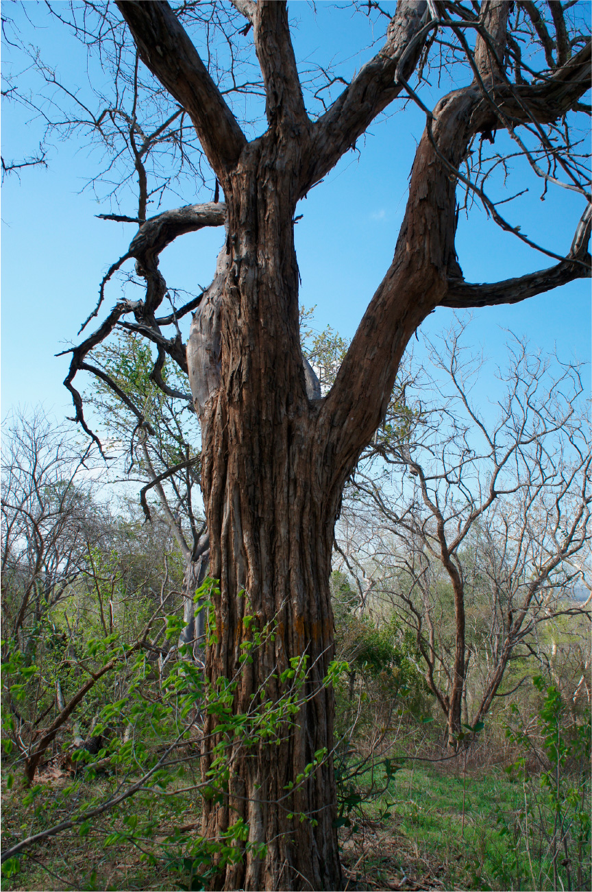 [画像] 真っ黒な木、グラナディラ