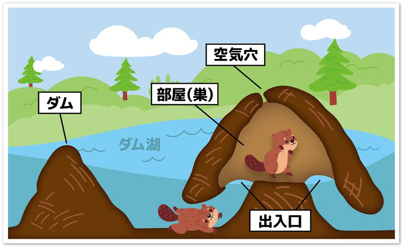 [図] ビーバーの巣のイメージ（横浜・八景島シーパラダイス提供）