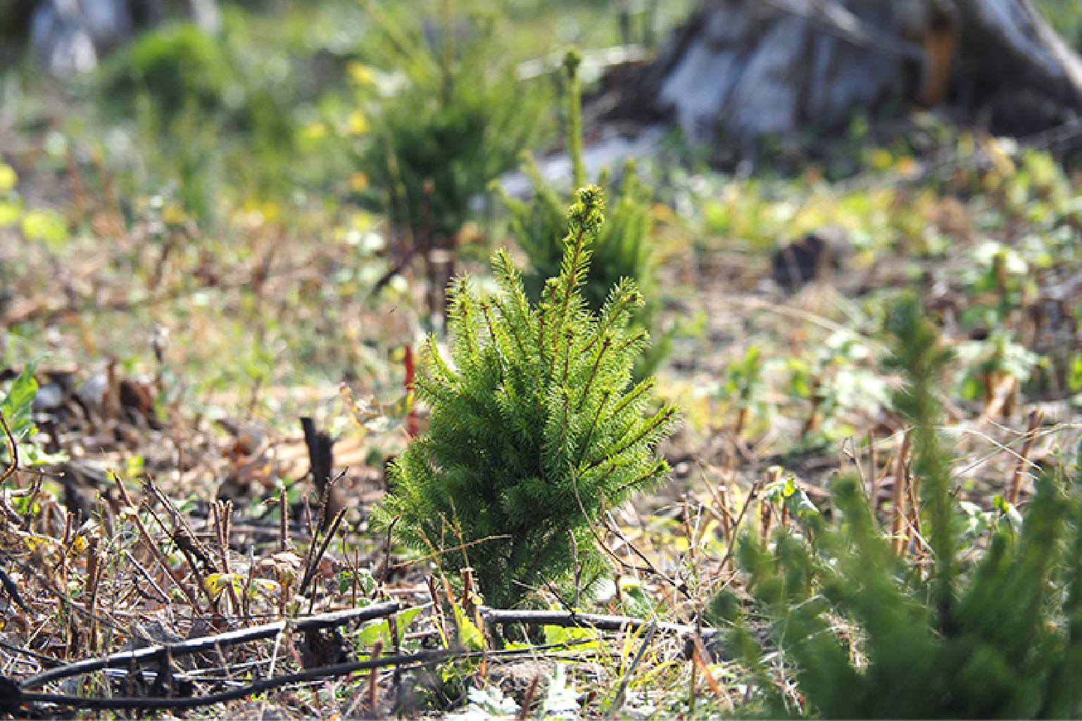 森づくり～サステナブルを目指して