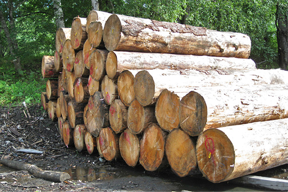 楽器に適した木材（楽器適材）とは？