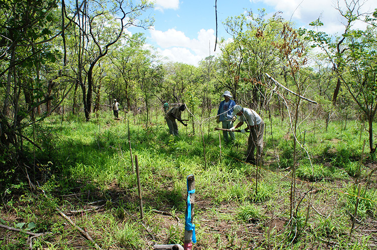 ［ 写真 ］苗木を植える植栽エリア