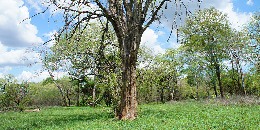 [サムネイル] 次代も変わらぬ音色を響かせるために